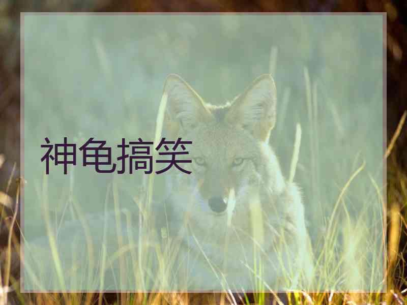 神龟搞笑 神龟搞笑