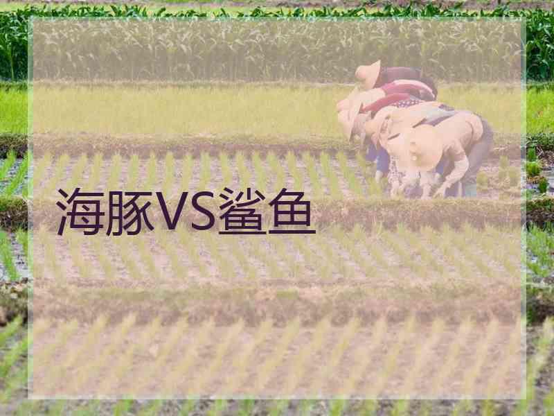 海豚VS鲨鱼