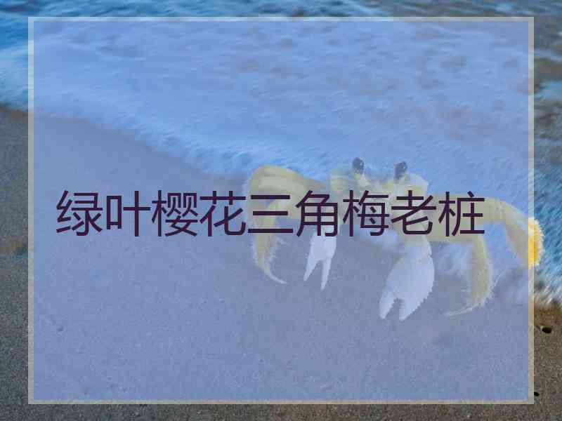 绿叶樱花三角梅老桩