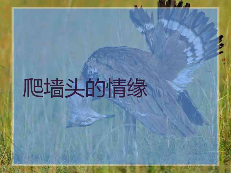 爬墙头的情缘