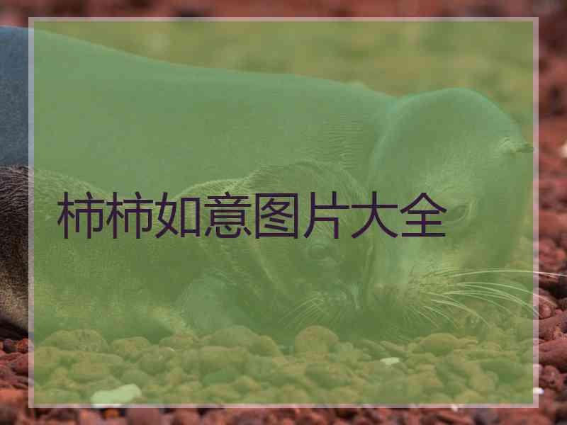 柿柿如意图片大全