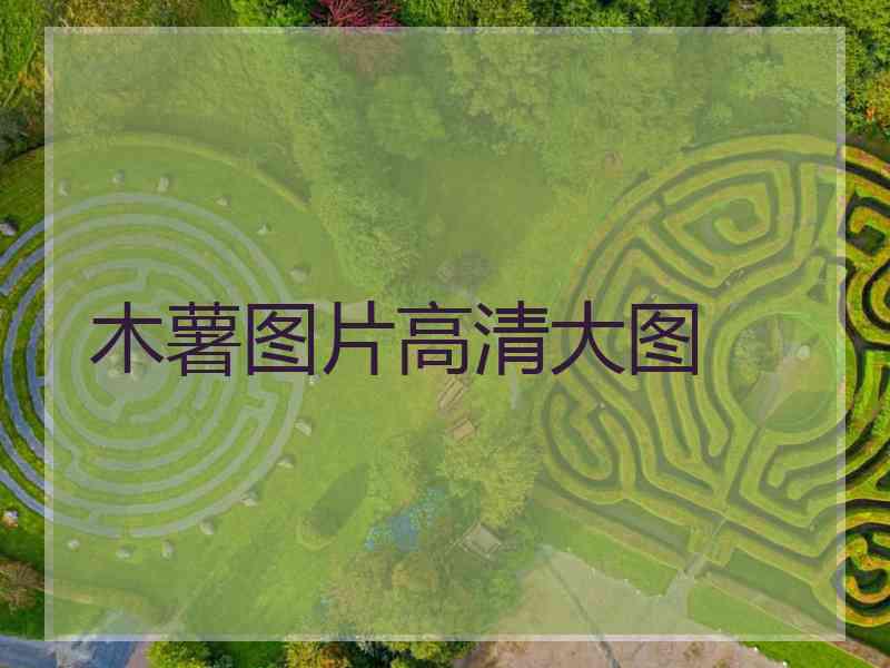 木薯图片高清大图