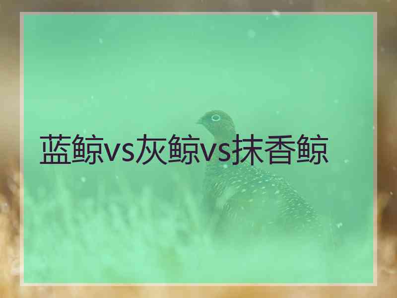 蓝鲸vs灰鲸vs抹香鲸