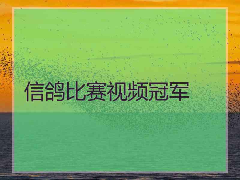 信鸽比赛视频冠军