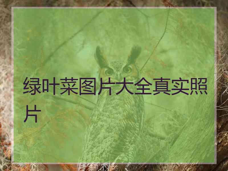 绿叶菜图片大全真实照片
