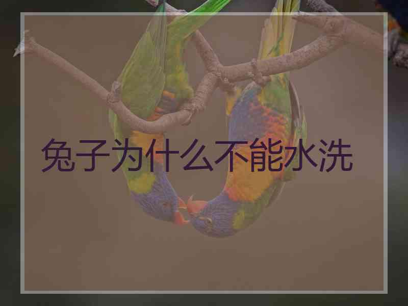 兔子为什么不能水洗