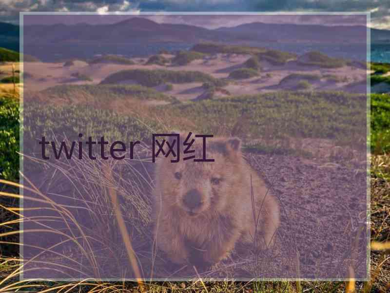 twitter 网红