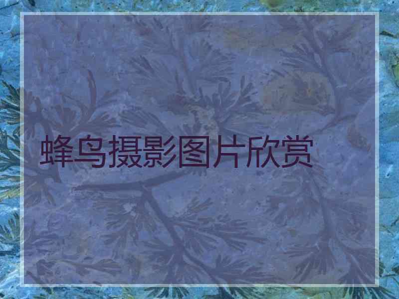 蜂鸟摄影图片欣赏