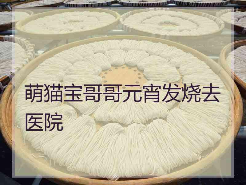 萌猫宝哥哥元宵发烧去医院