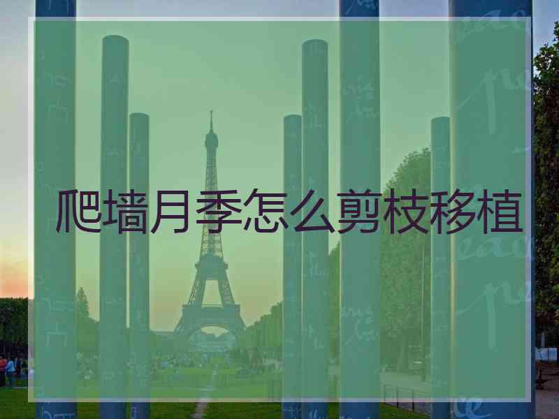 爬墙月季怎么剪枝移植