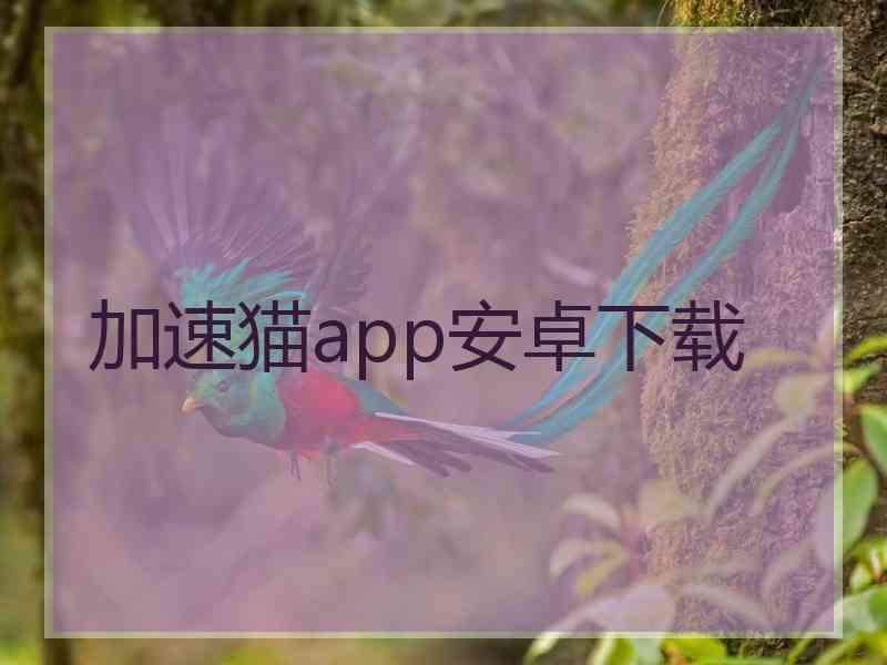加速猫app安卓下载