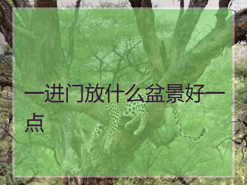 一进门放什么盆景好一点